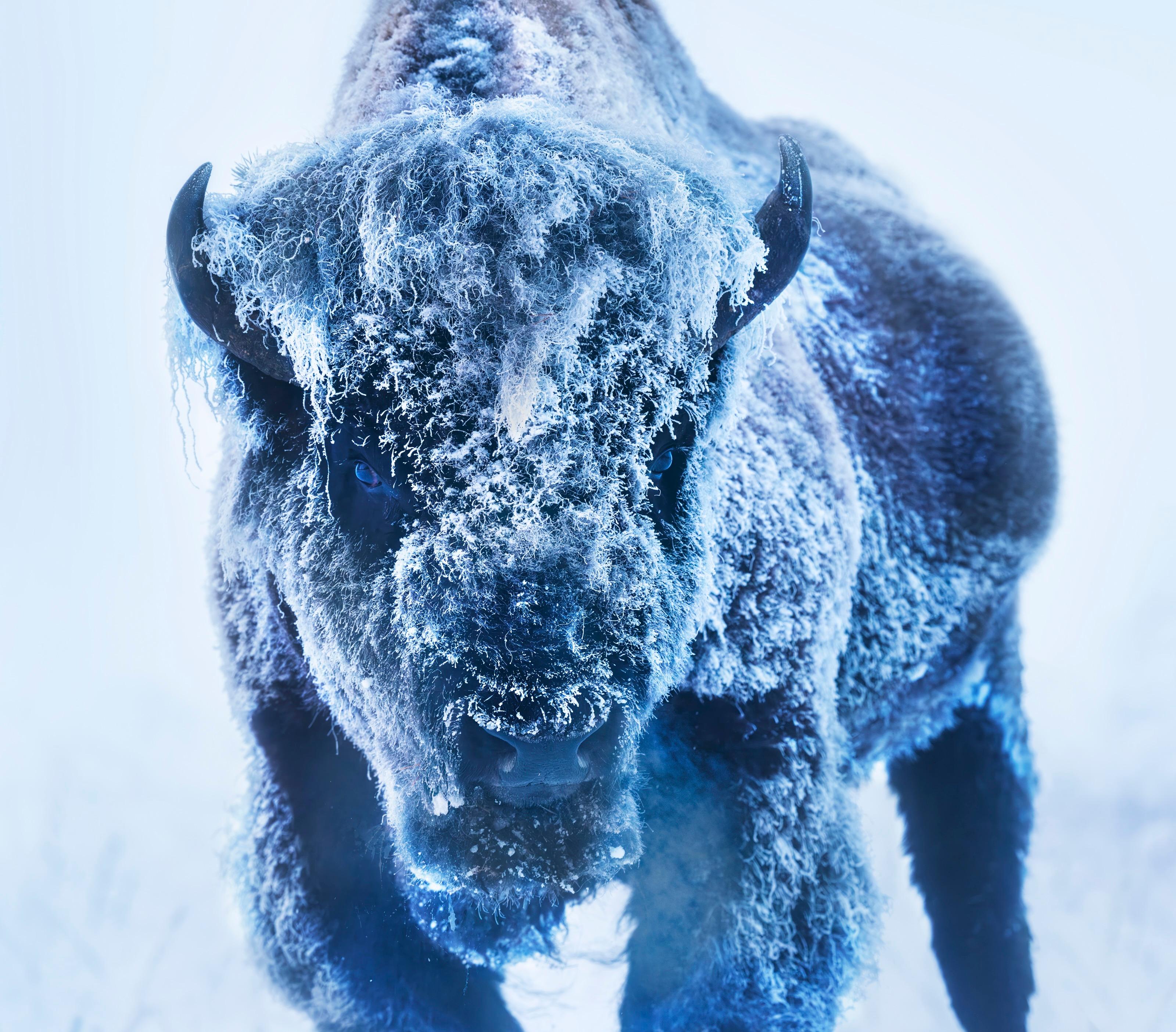 The Ice Monster – Bison in a Snow Storm, Kunstfotografie, 2025 im Angebot 7