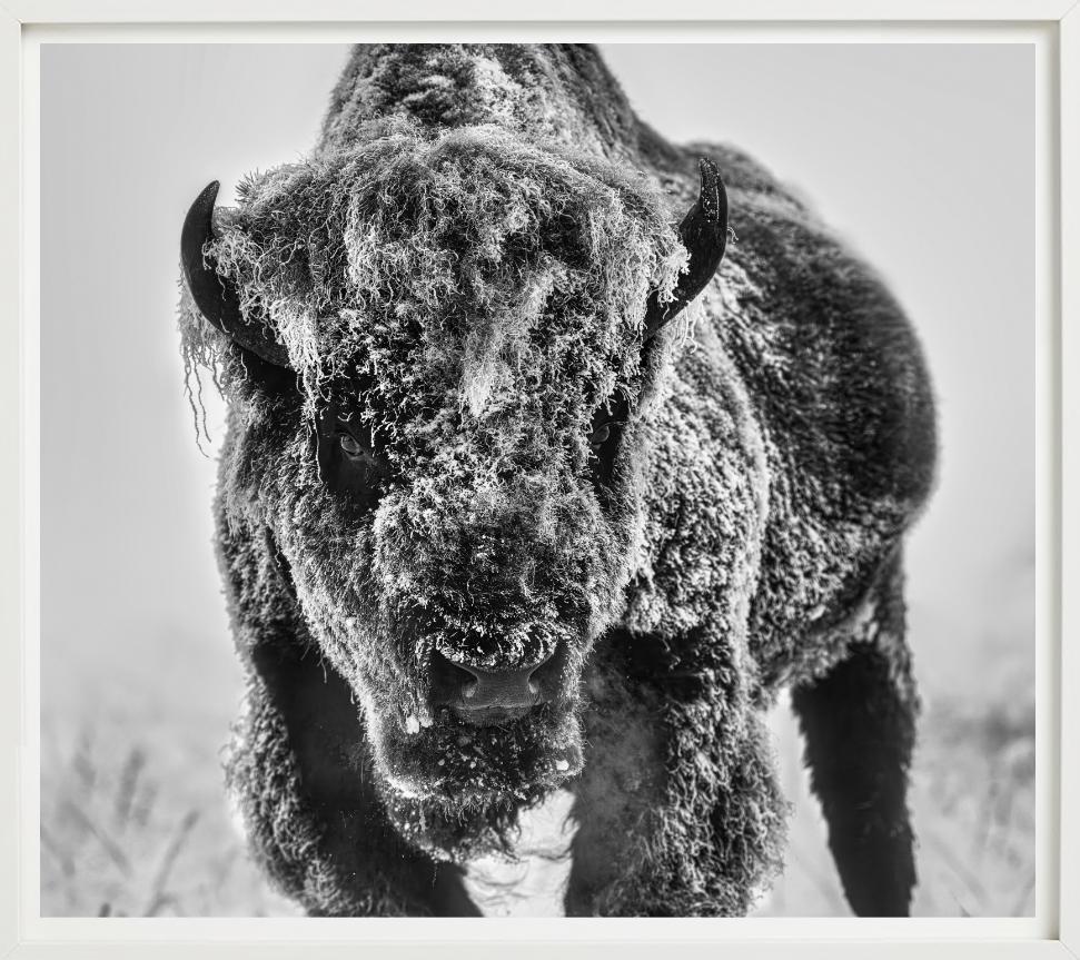The Ice Monster – Bison in a Snow Storm, Kunstfotografie, 2025 – Photograph von David Yarrow