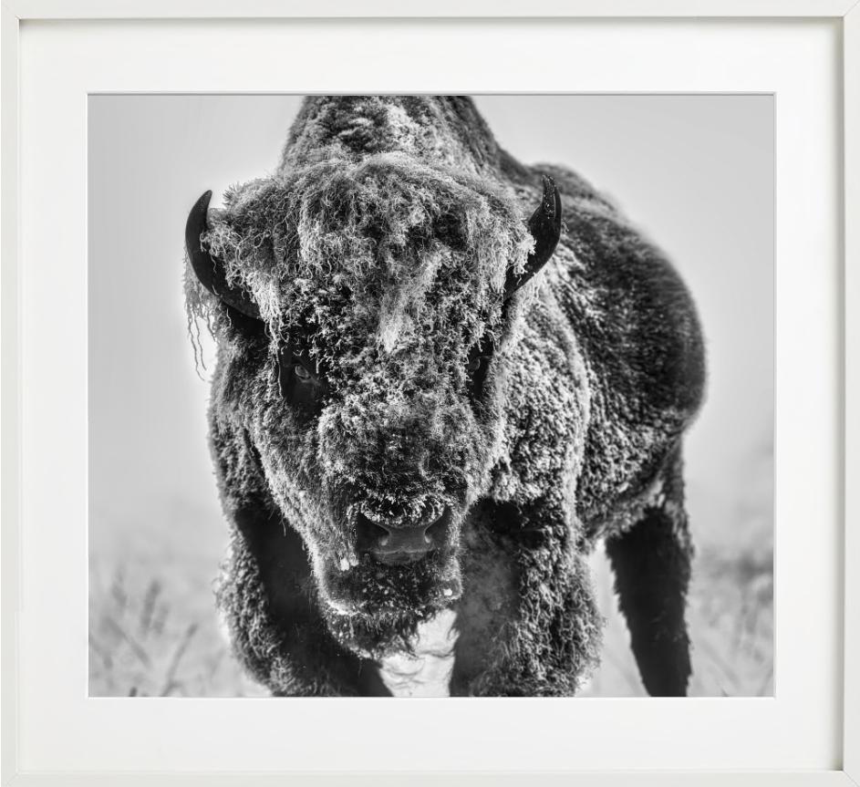 The Ice Monster – Bison in a Snow Storm, Kunstfotografie, 2025 (Zeitgenössisch), Photograph, von David Yarrow