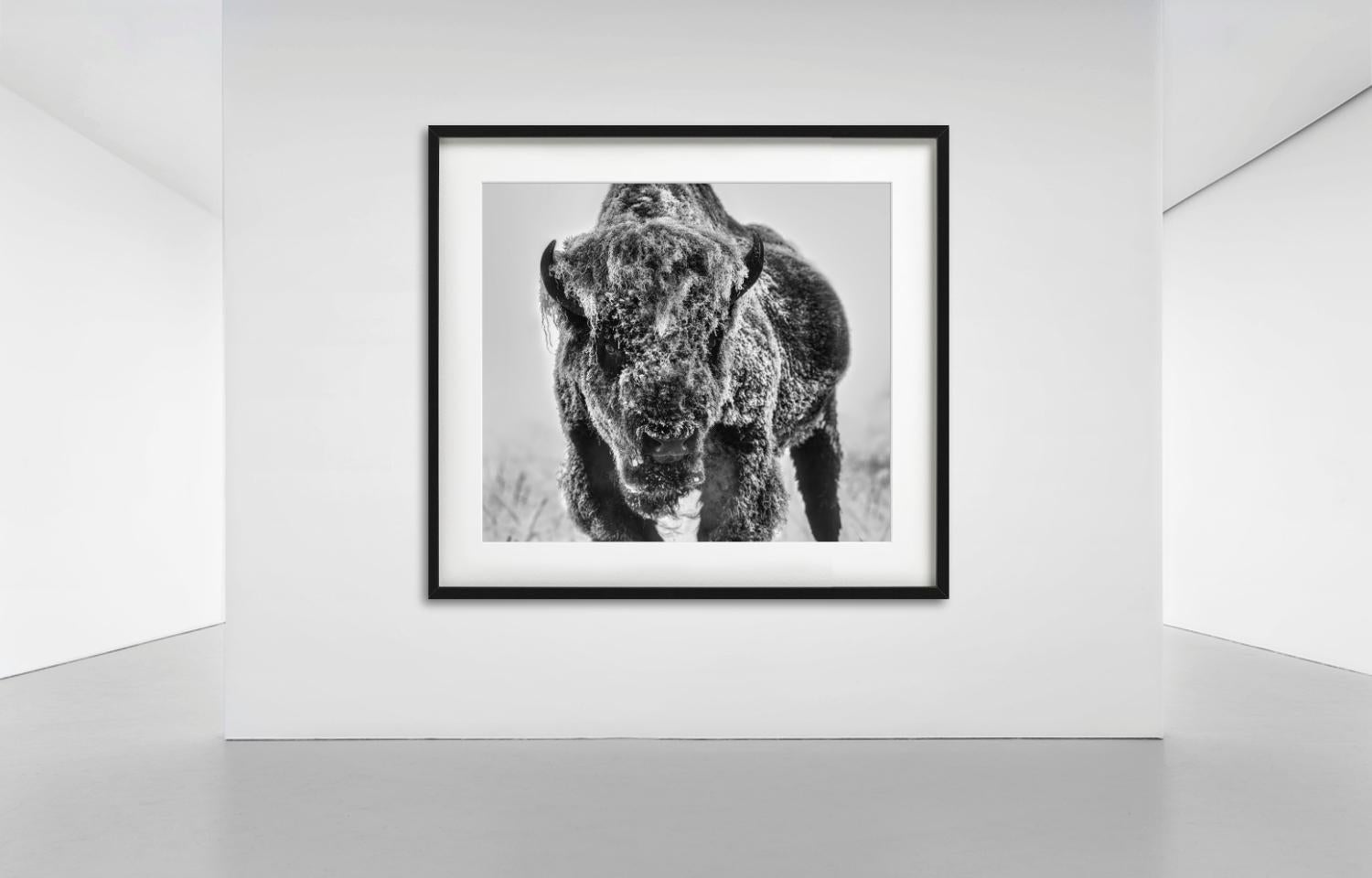 The Ice Monster – Bison in a Snow Storm, Kunstfotografie, 2025 (Grau), Black and White Photograph, von David Yarrow