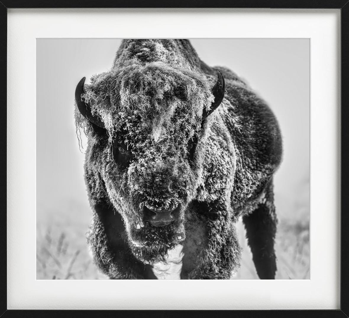 The Ice Monster – Bison in a Snow Storm, Kunstfotografie, 2025 im Angebot 2