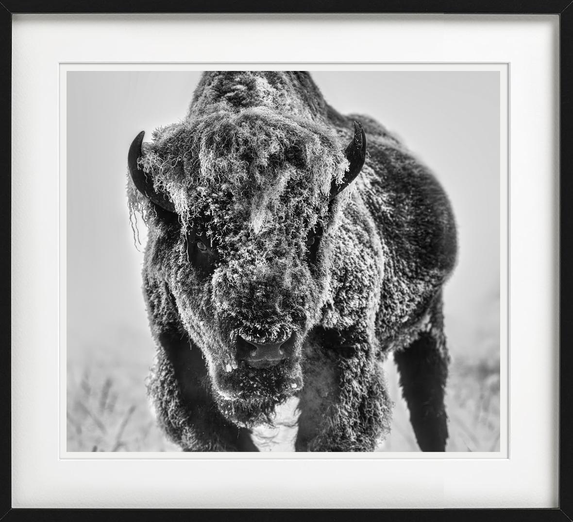 The Ice Monster – Bison in a Snow Storm, Kunstfotografie, 2025 im Angebot 3