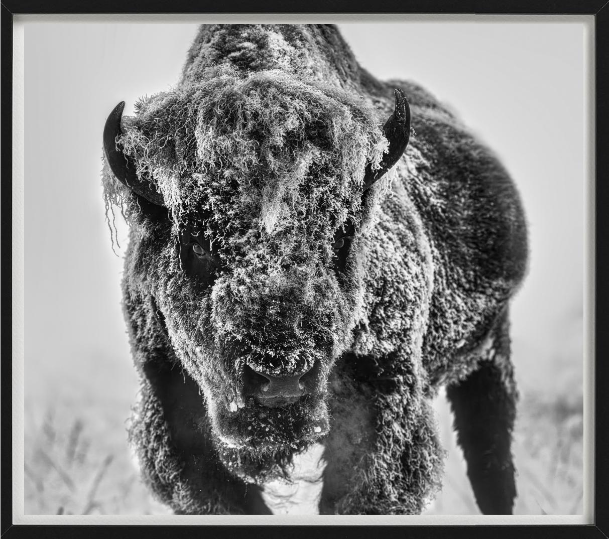 The Ice Monster – Bison in a Snow Storm, Kunstfotografie, 2025 im Angebot 4