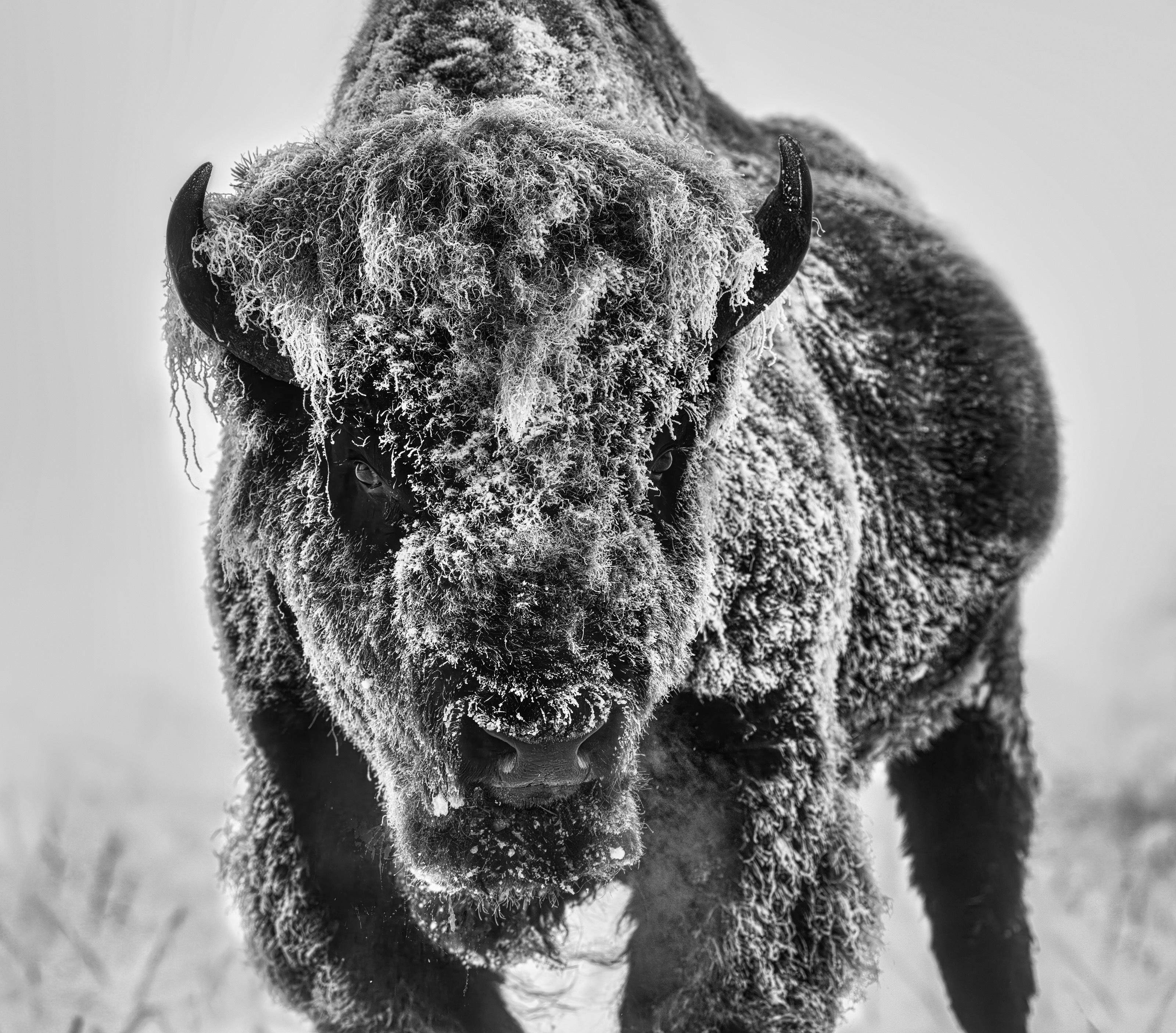 David Yarrow Black and White Photograph – The Ice Monster – Bison in a Snow Storm, Kunstfotografie, 2025