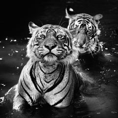 The Jungle Book Stories, India by David Yarrow - Contemporary Photography