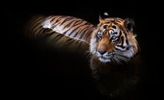 The Killer (Colour) by David Yarrow - Tiger