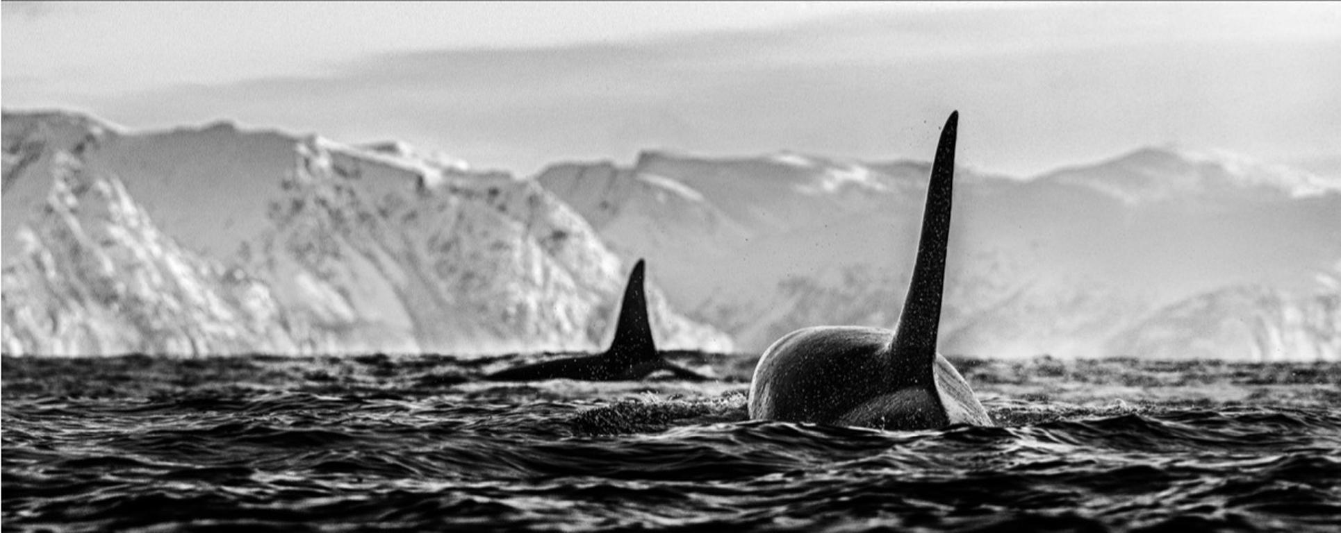 David Yarrow Black and White Photograph - The Killers