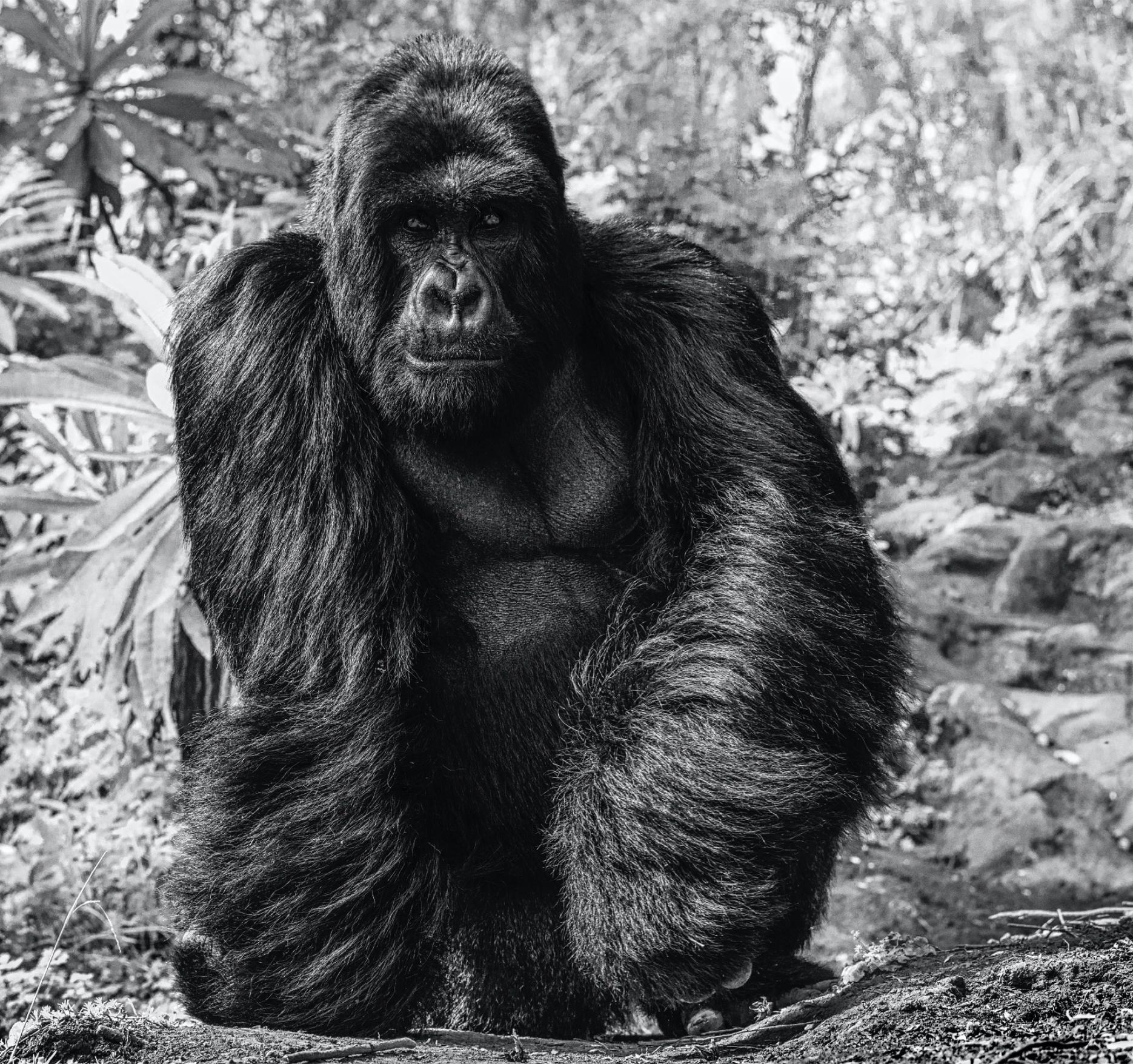 David Yarrow Black and White Photograph - The King's Road