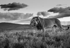 The Late Shift, Kenya by David Yarrow - Lion - Contemporary Wildlife Photography