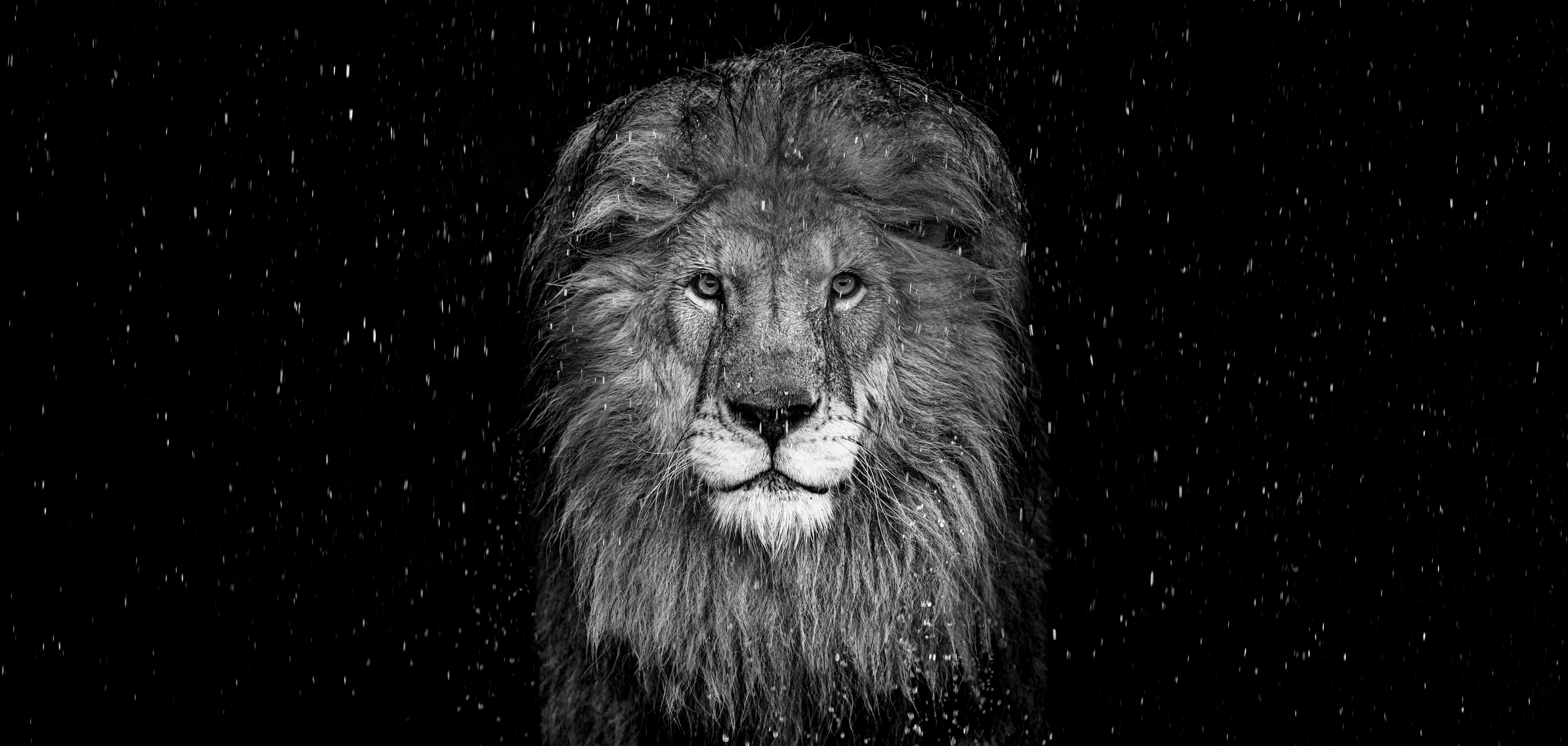 "The Lion (B&W)"

Archival Pigment Print 
Provenance: From the collection of the artist.
Also available in Colour.

LARGE 
Edition of 12, 3 APs, 1 EP
Image Size: 49" x 103"
Framed Image: 64" x 118"

STANDARD 
Edition of 12, 3 APs, 1 EP
Image Size: