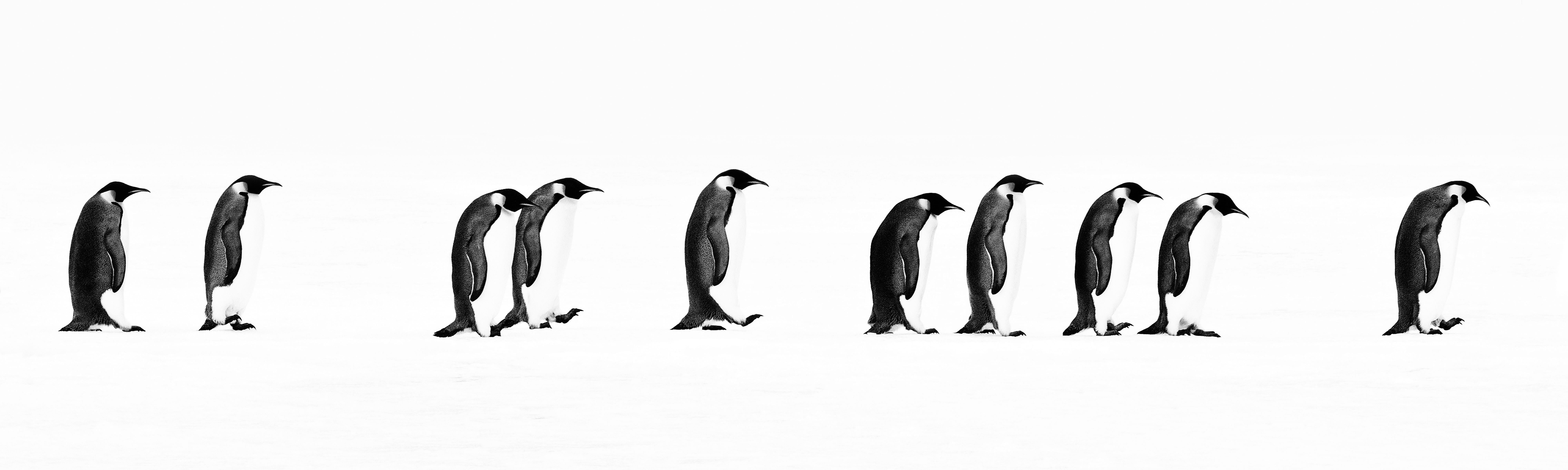 La larga marcha
2010

Impresión de pigmentos de archivo sobre papel baritado Hahnemühle Photo Rag de 315 g/m². 

Tamaño de la edición: 20

Tallas disponibles:

Estándar 
Tamaño de la imagen: 16" x 53"
Enmarcado Tamaño: 31" x 68"

Grande 
Tamaño de