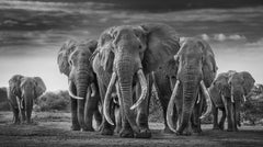 The Mob by David Yarrow - Contemporary Wildlife Photography