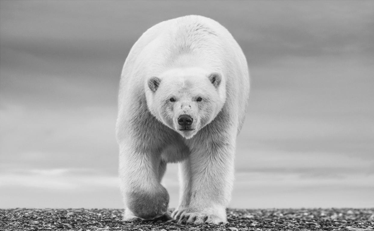 David Yarrow Black and White Photograph - The North Slope