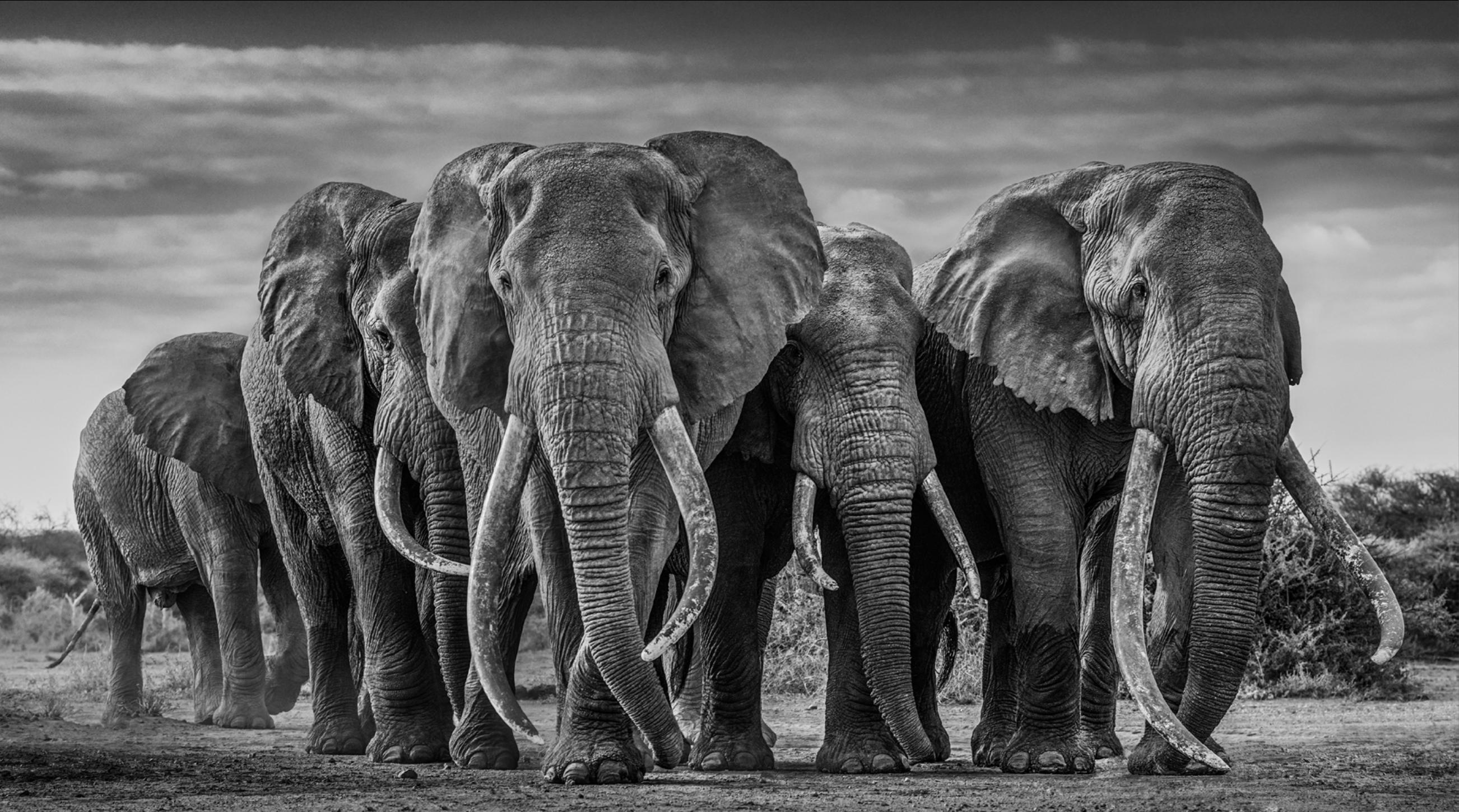 David Yarrow Black and White Photograph - The Pack