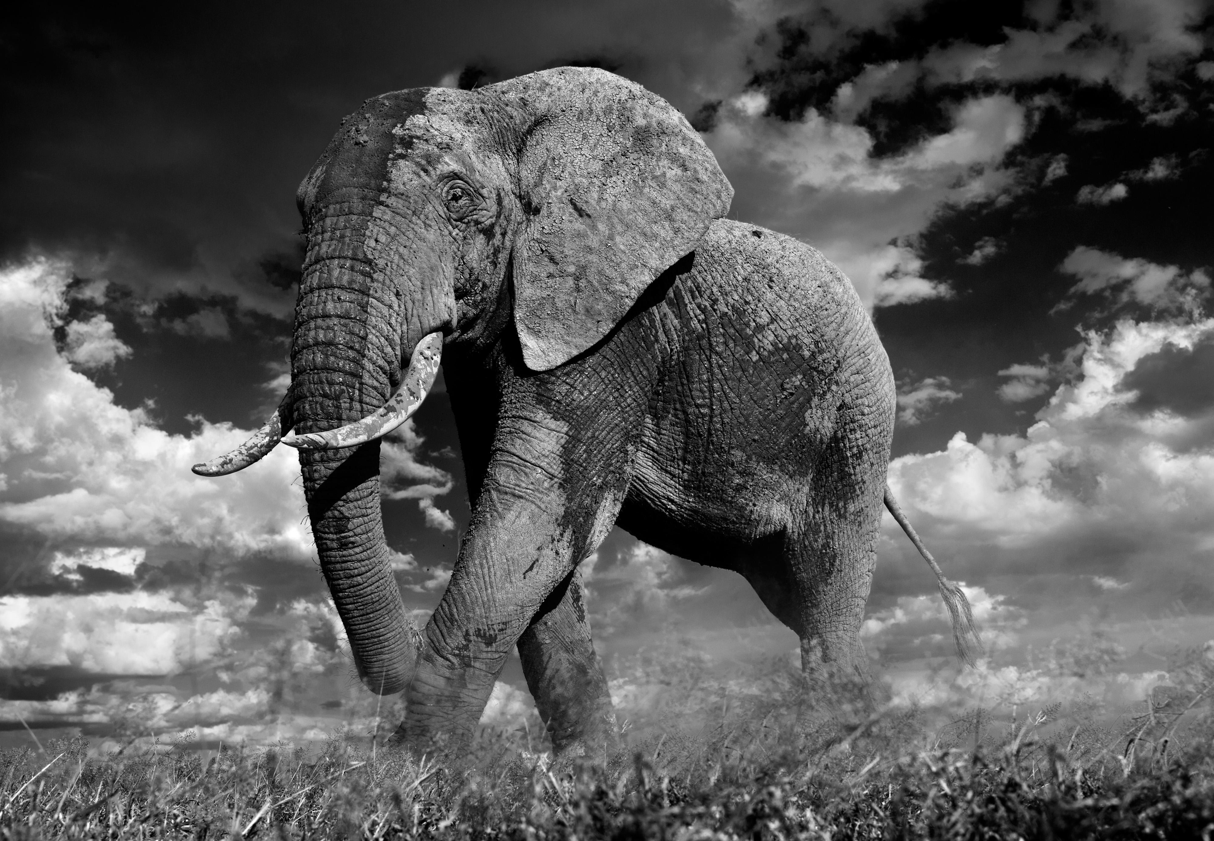 "The Patrician"
Amboseli, Kenya - 2014

Archival Pigment Print on 315gsm Hahnemühle Photo Rag Baryta Paper 

Edition Size: 12

Standard Size
Image Size: 37" x 53"
Framed Size: 52" x 69"

Large Size
Image Size: 56" x 81"
Framed Size: 71" x 96"


