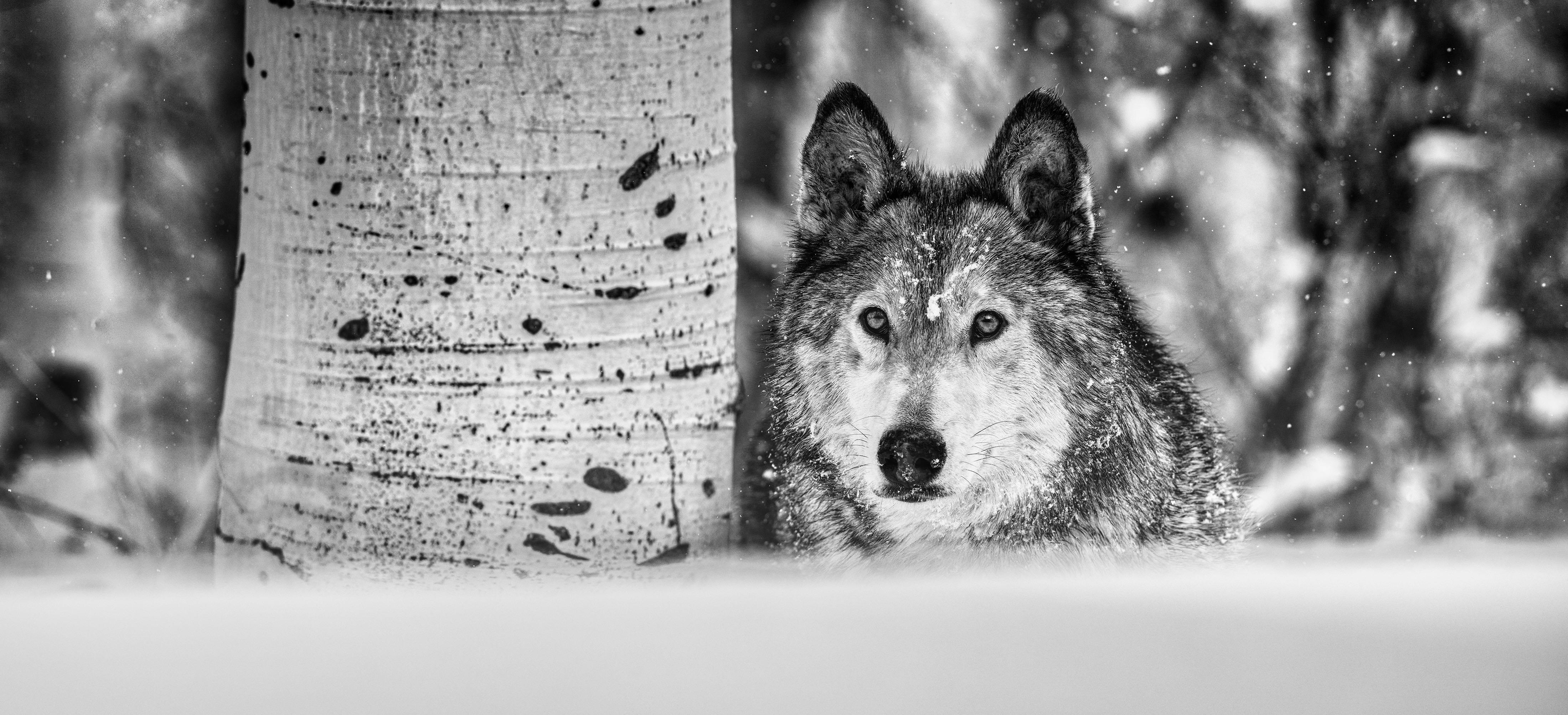 David Yarrow Black and White Photograph - The Power Of The Dog 
