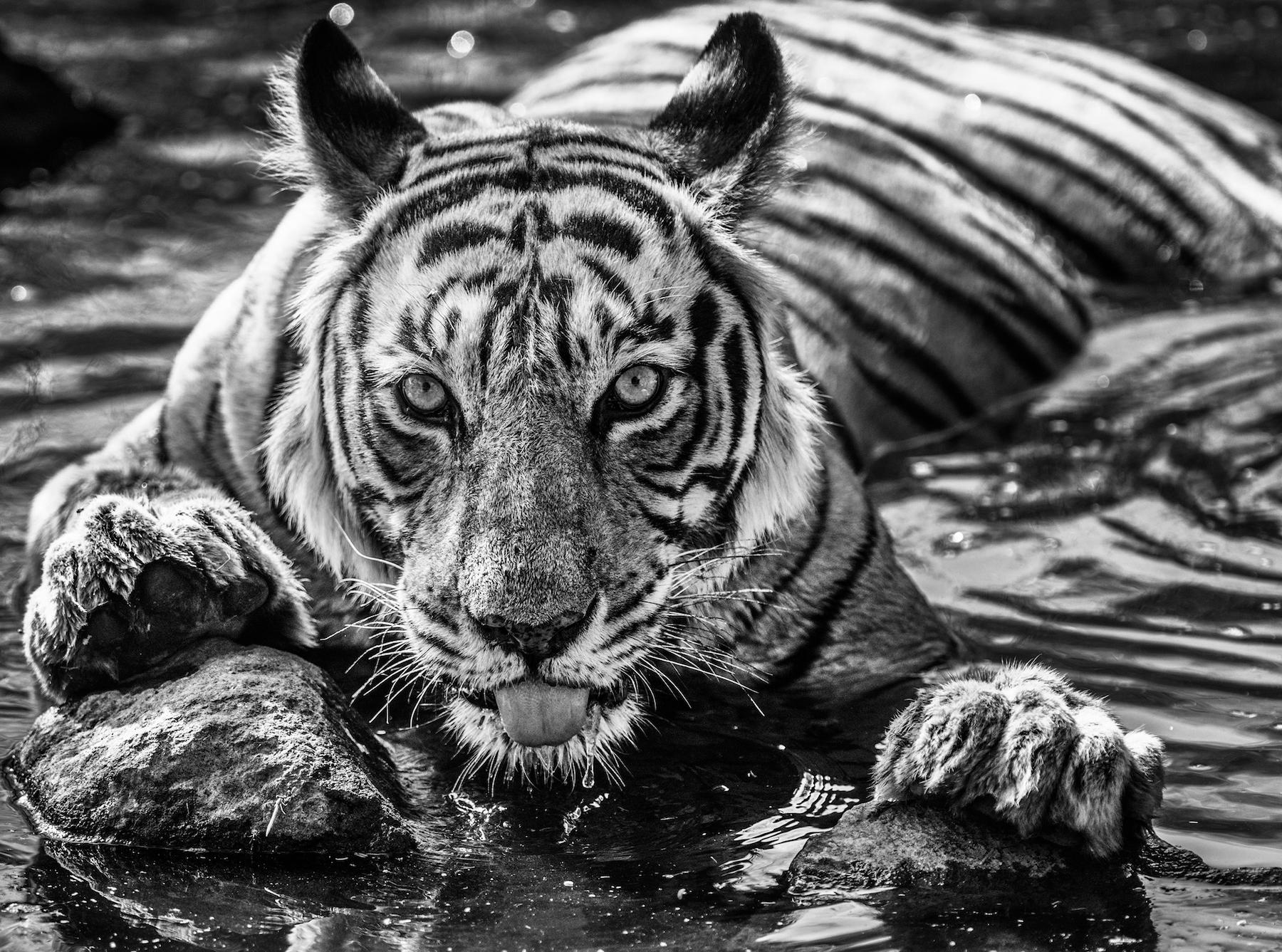 David Yarrow Black and White Photograph - The Queen of Rantham-Bore, 2018, Contemporary Black and White photography