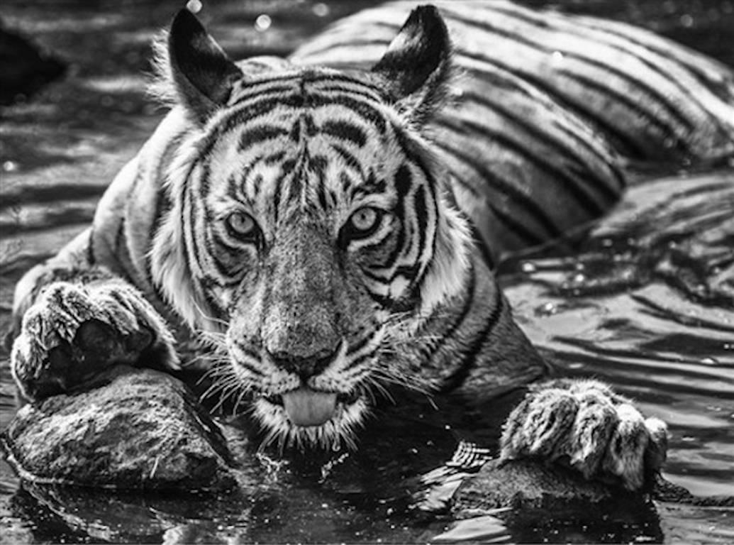 David Yarrow Black and White Photograph - The Queen of Ranthambore