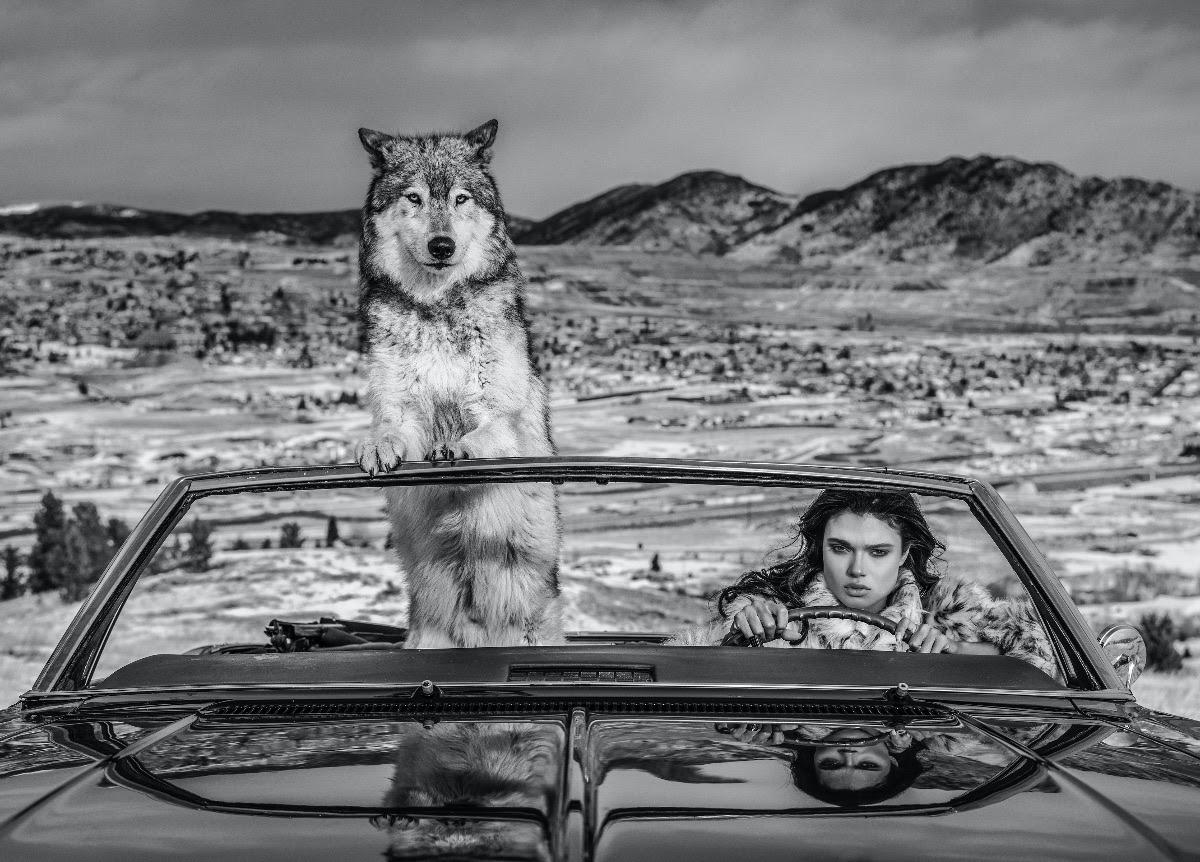 David Yarrow Art 763 For Sale at 1stdibs