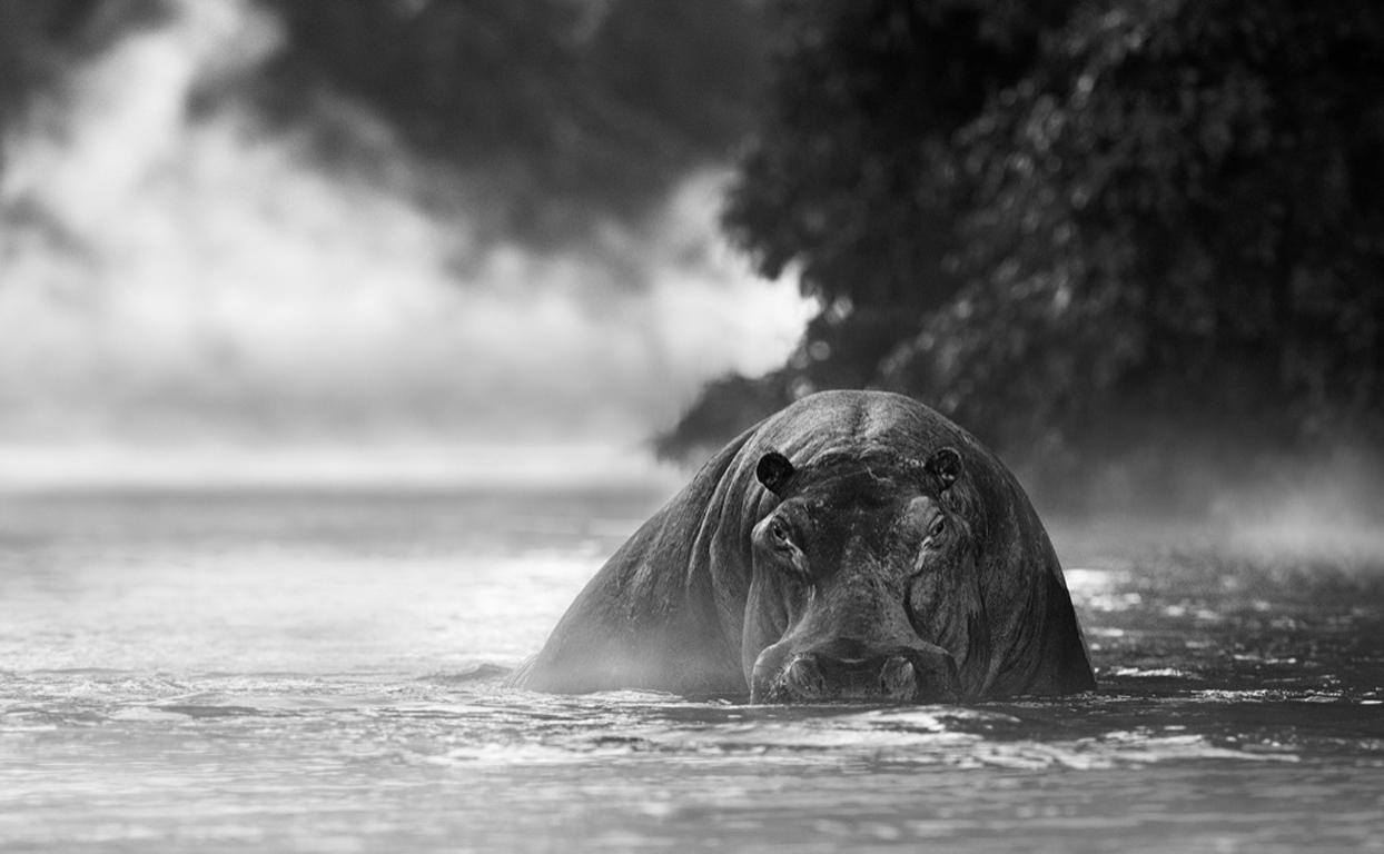 David Yarrow Black and White Photograph - The River Monster