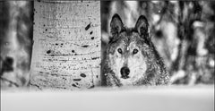 The Rocky Mountains by David Yarrow - Contemporary Wildlife Photography