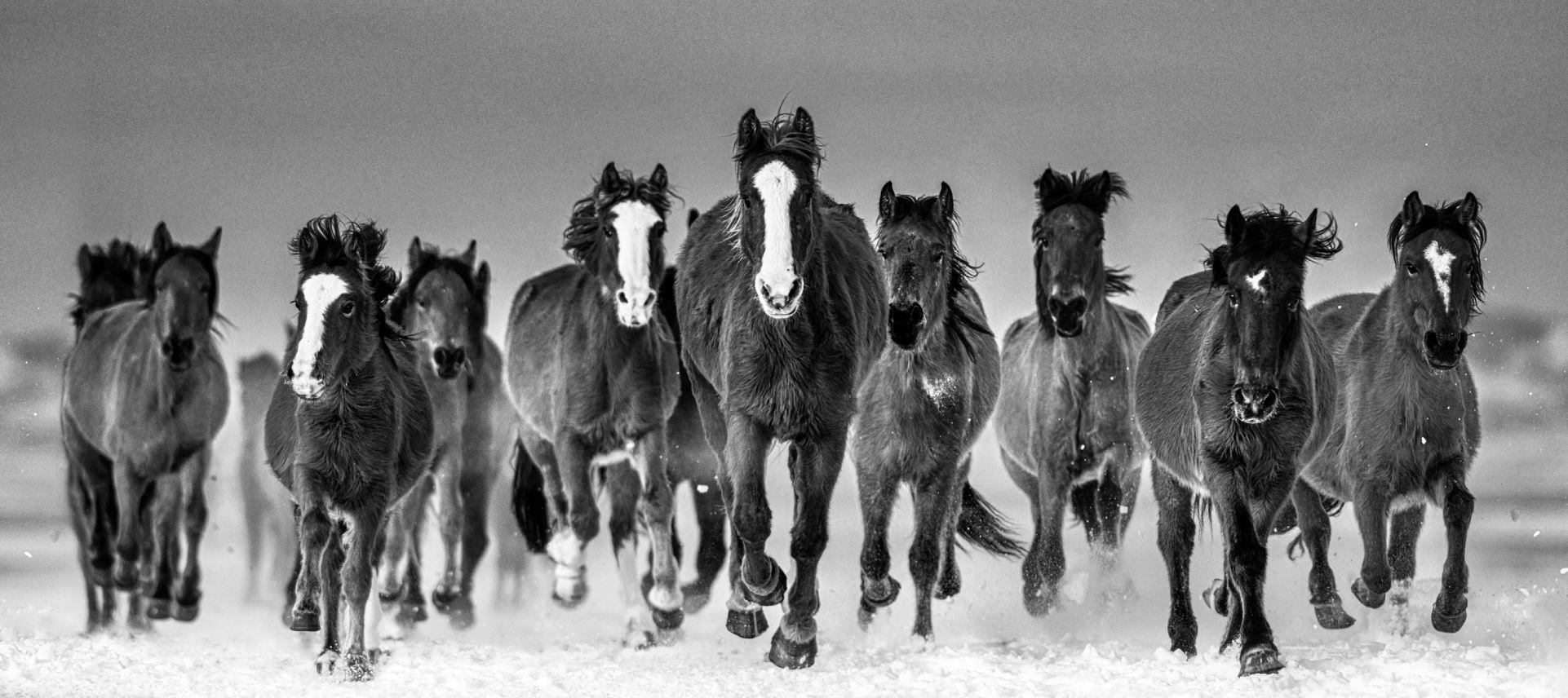 David Yarrow Landscape Photograph - The Rolling Stones - wild mustang horses galloping in the snow 