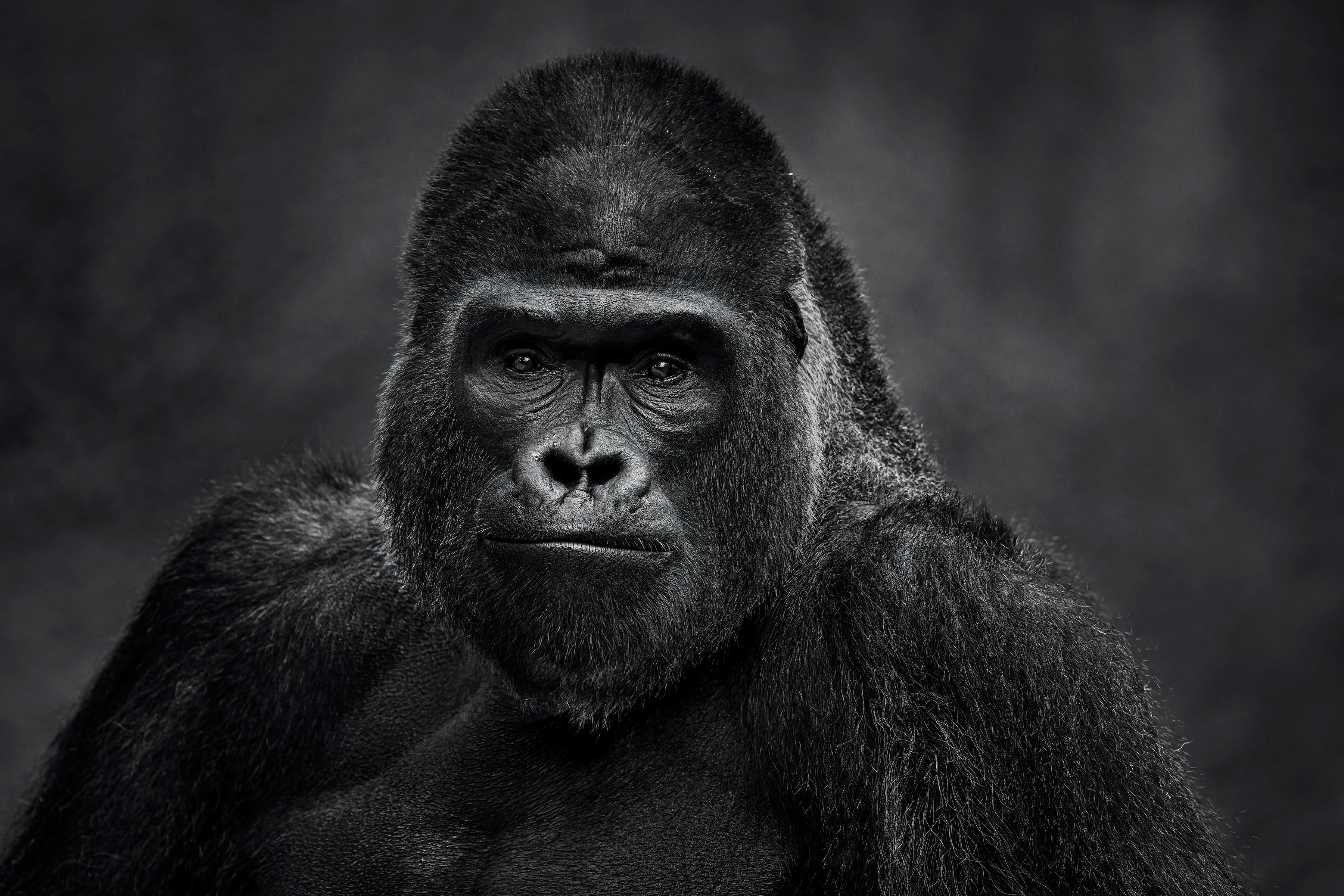 David Yarrow Black and White Photograph - The Senator