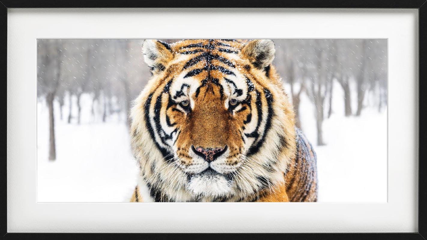 La Sibérie - Portrait d'un Tigre en couleur, photographie d'art, 2024 - Photograph de David Yarrow