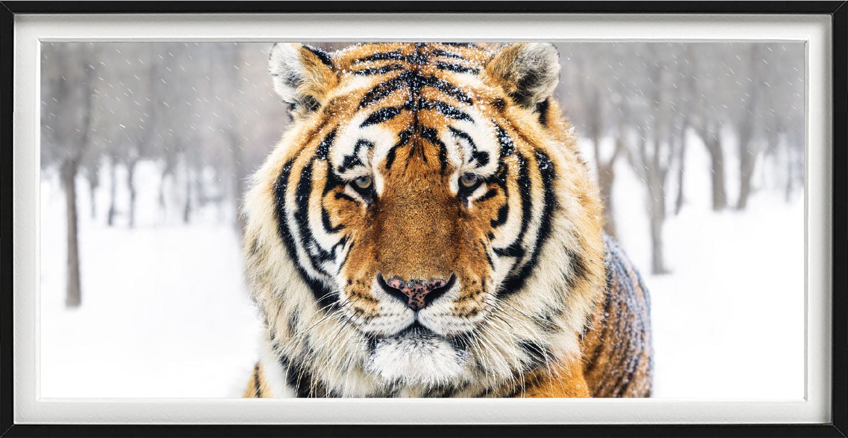 The Siberian - Closeup Portrait of a Tiger in color, fine art photography, 2024 - Contemporary Photograph by David Yarrow