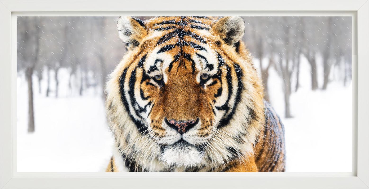 La Sibérie - Portrait d'un Tigre en couleur, photographie d'art, 2024 en vente 1