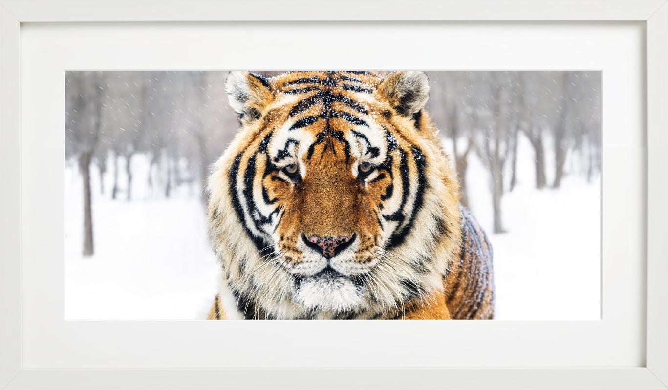 La Sibérie - Portrait d'un Tigre en couleur, photographie d'art, 2024 en vente 2