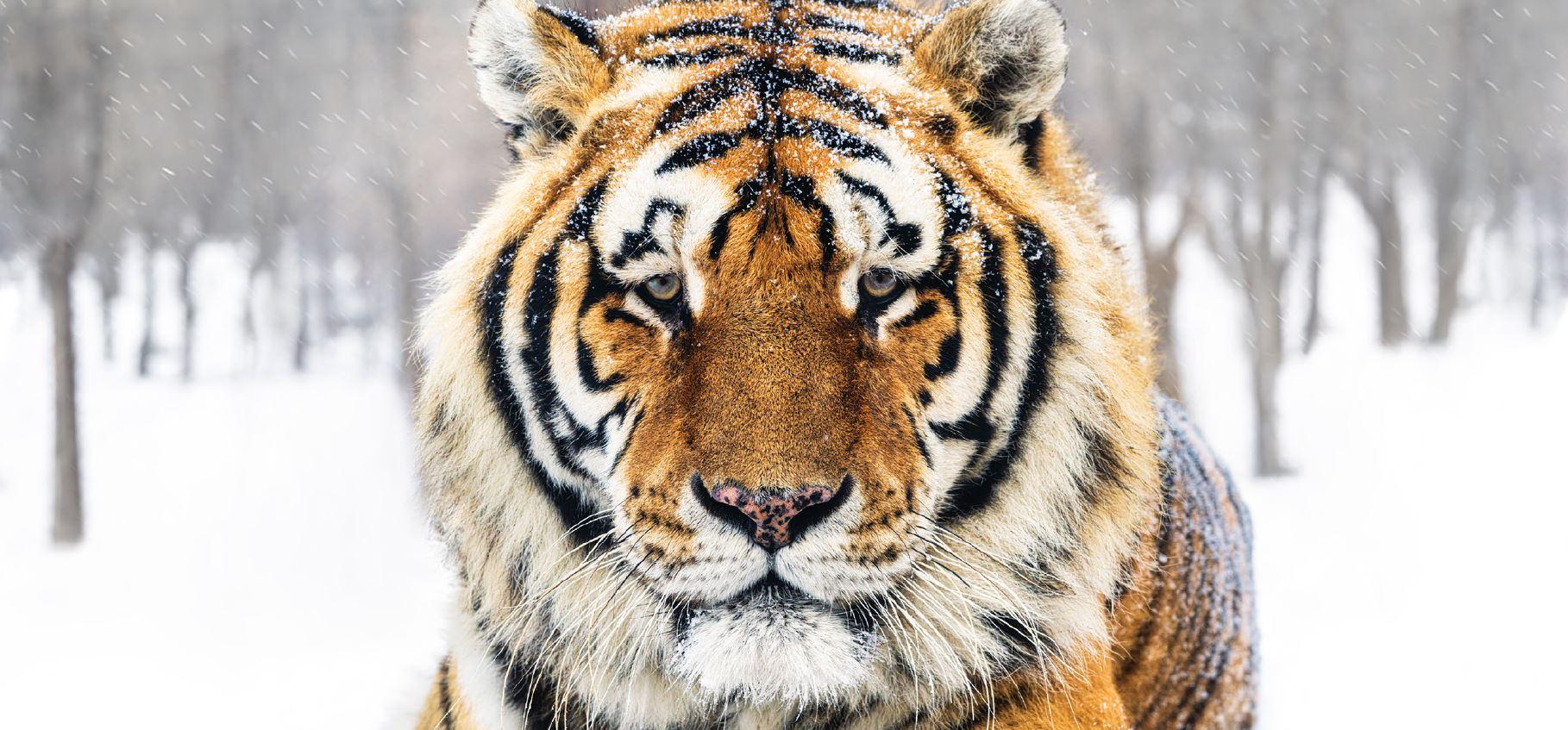 David Yarrow Color Photograph - The Siberian - Closeup Portrait of a Tiger in color, fine art photography, 2024