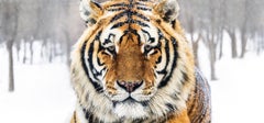 The Siberian - Closeup Portrait of a Tiger in color, fine art photography, 2024