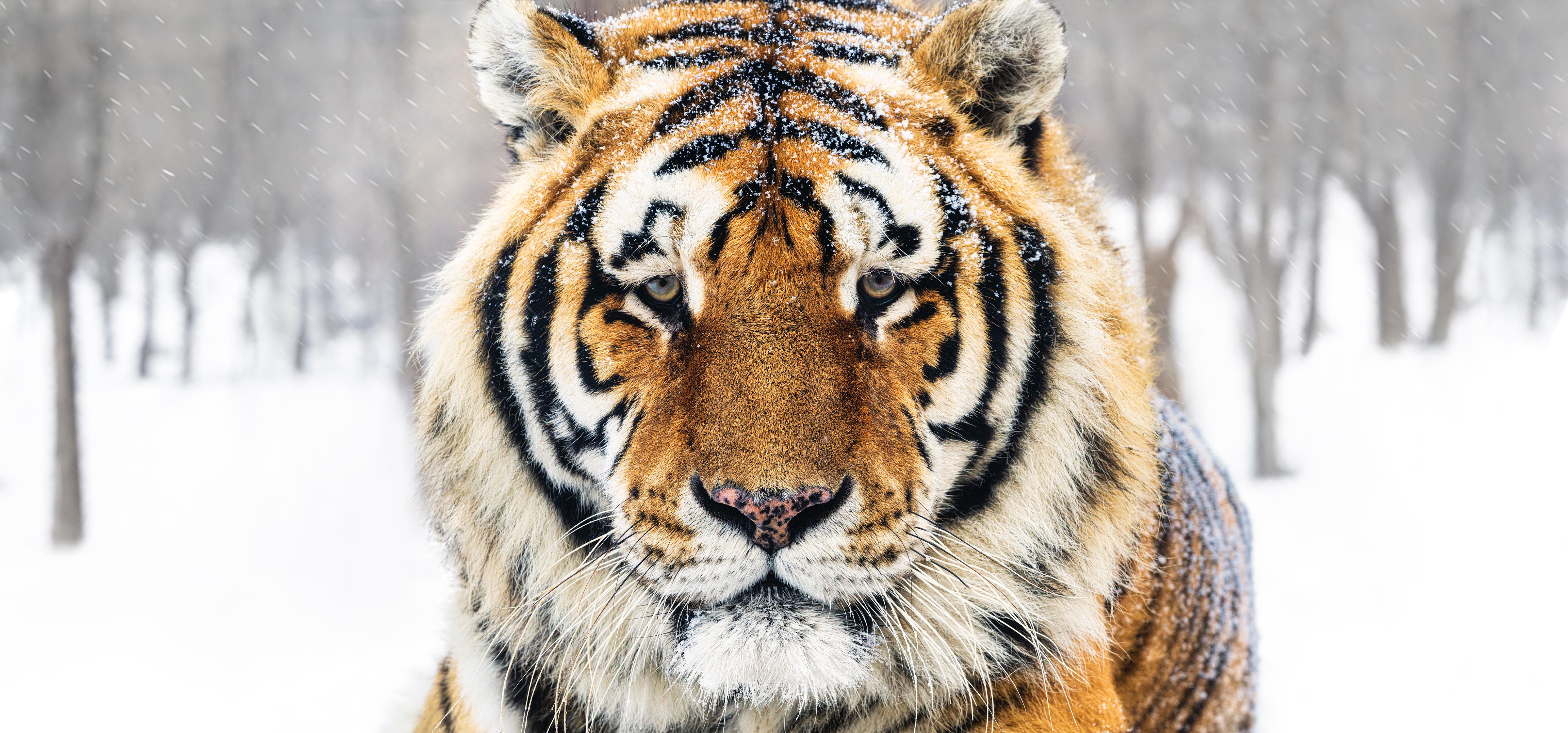 Color Photograph di David Yarrow - La Siberia