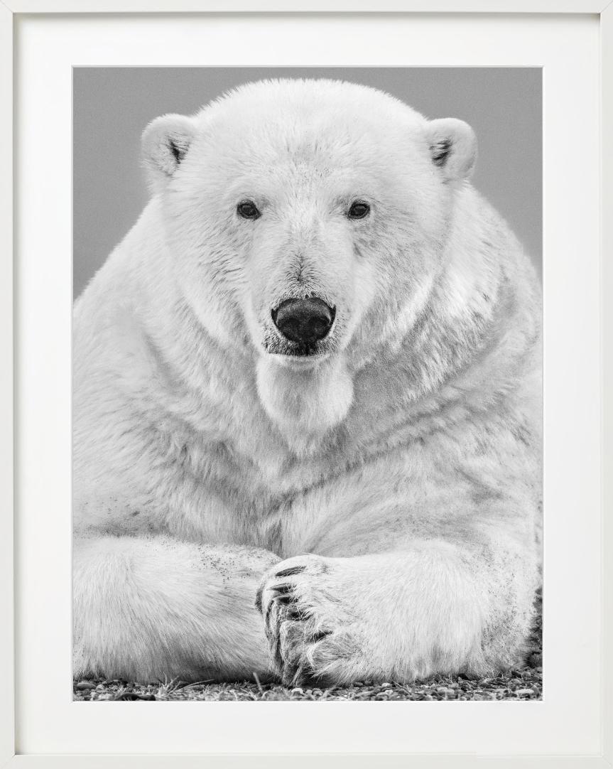 Diptych Fine Arts - Portrait Up&Up d'un ours polaire, photographie d'art, 2018 en vente 5