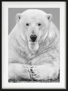 The Statesman - Close Up Portrait Of A Polar Bear, Fine Art Photography, 2018