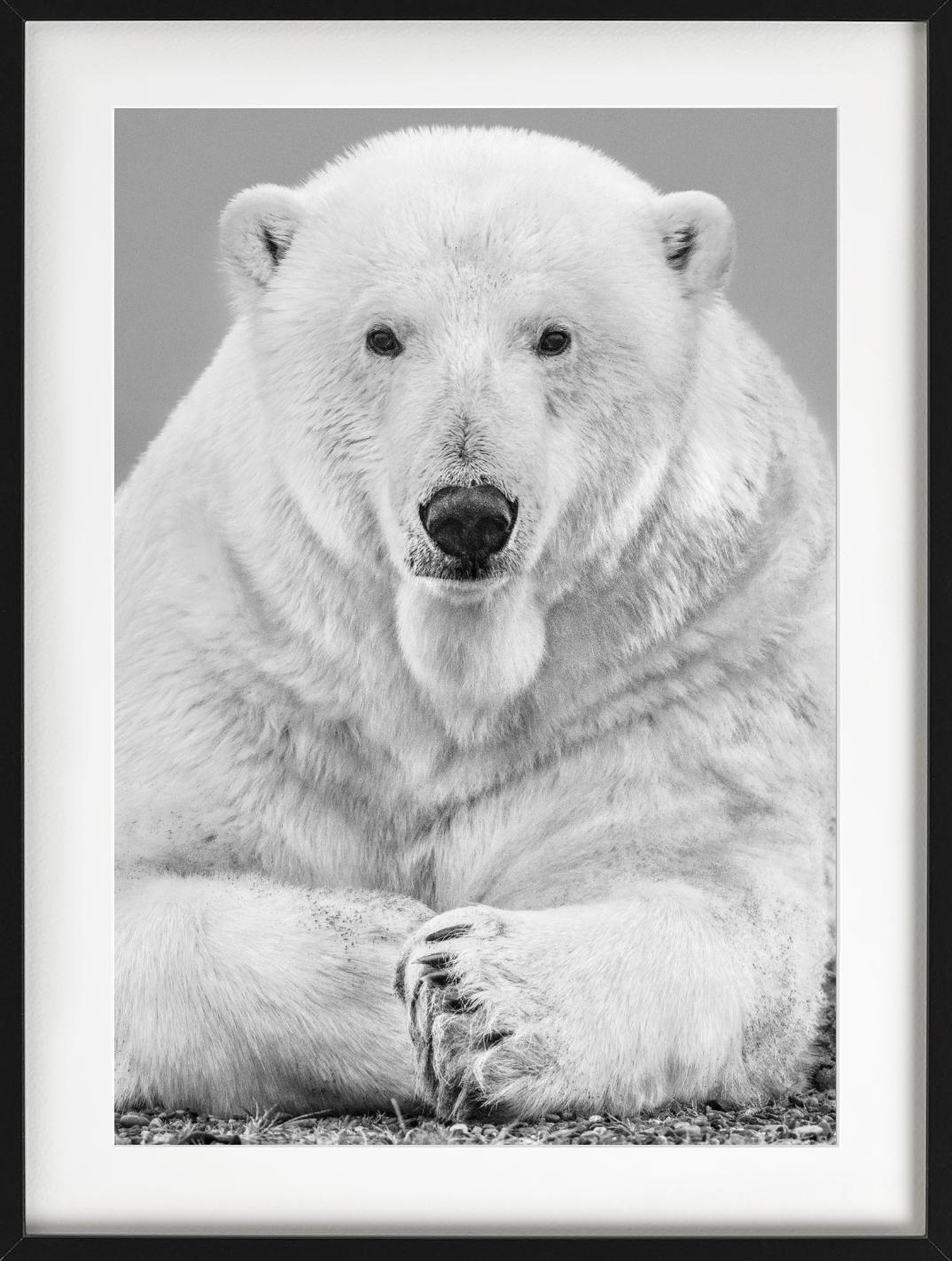 Diptych Fine Arts - Portrait Up&Up d'un ours polaire, photographie d'art, 2018 - Contemporain Photograph par David Yarrow