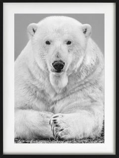 The Statesman - Close Up Portrait Of A Polar Bear, Fine Art Photography, 2018