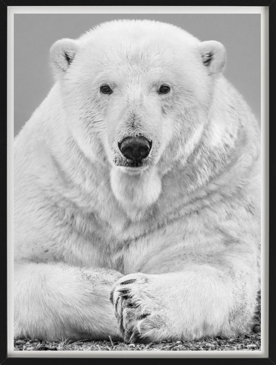 Diptych Fine Arts - Portrait Up&Up d'un ours polaire, photographie d'art, 2018 - Gris Figurative Photograph par David Yarrow