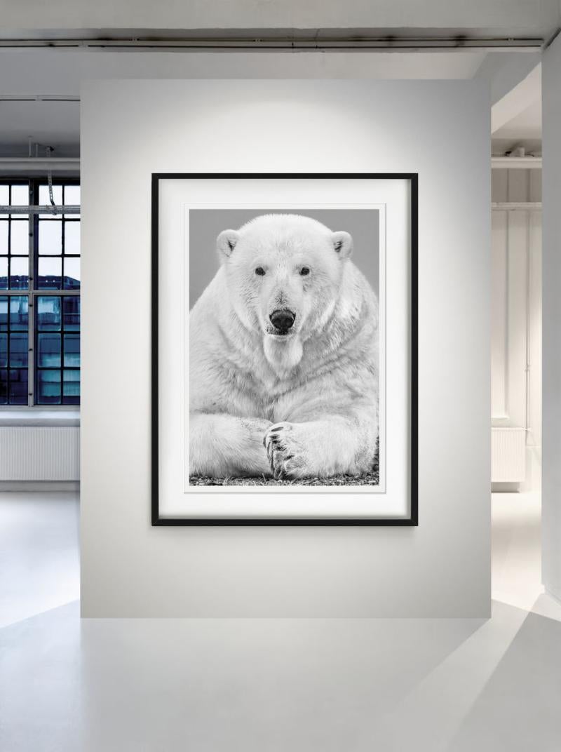 The Statesman, un portrait saisissant d'un ours polaire mâle, photographie en noir et blanc, photographié par David Yarrow.  

Tous les tirages sont en édition limitée. Disponible en plusieurs tailles. Encadrement haut de gamme sur demande.

Toutes