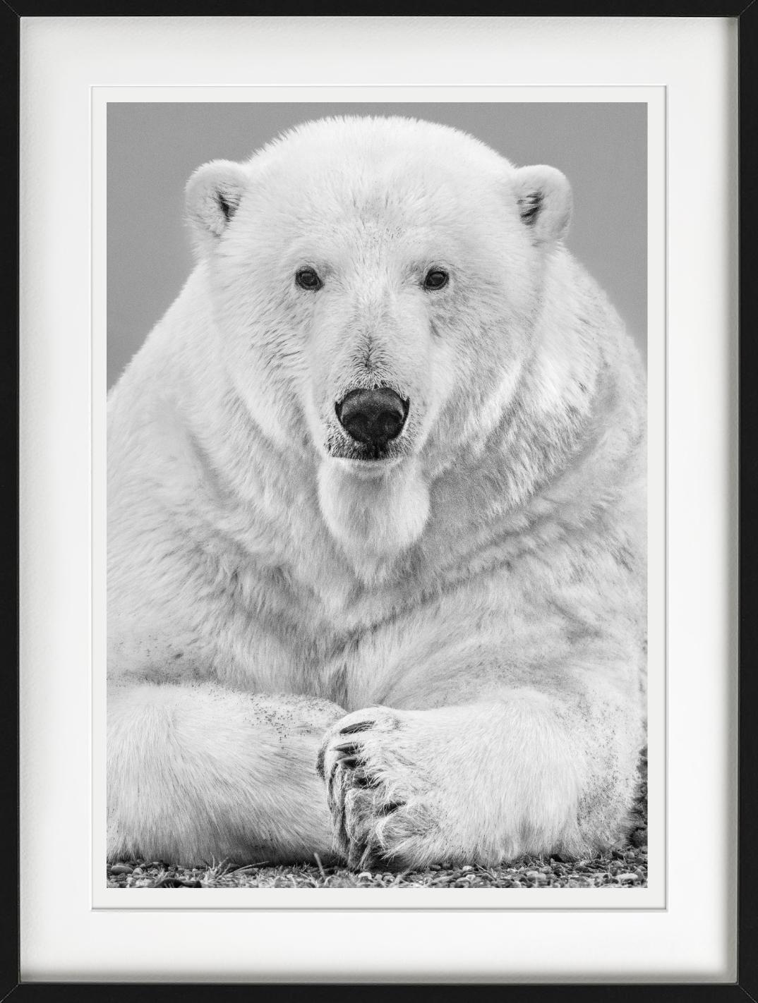 Diptych Fine Arts - Portrait Up&Up d'un ours polaire, photographie d'art, 2018 en vente 2