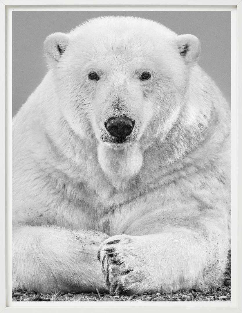 Diptych Fine Arts - Portrait Up&Up d'un ours polaire, photographie d'art, 2018 en vente 3