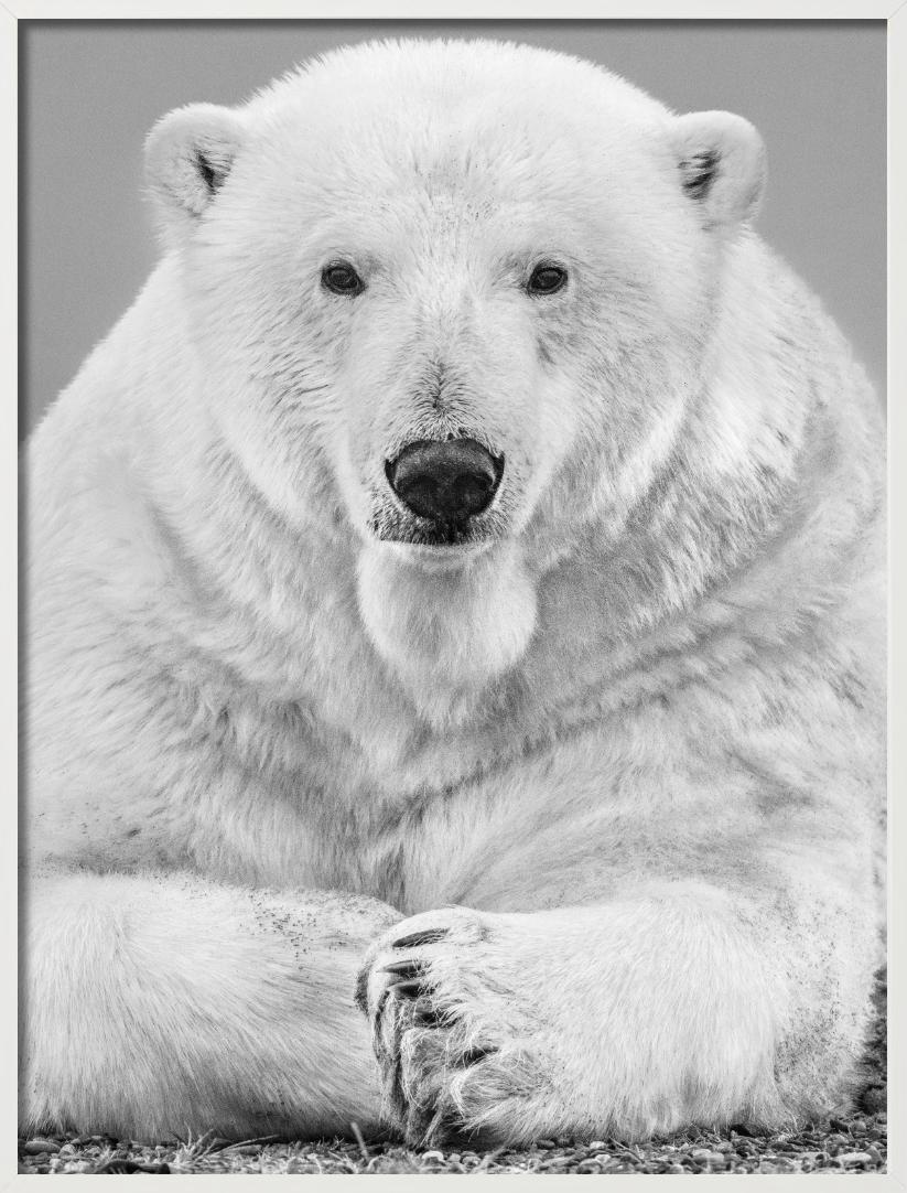 Diptych Fine Arts - Portrait Up&Up d'un ours polaire, photographie d'art, 2018 en vente 4