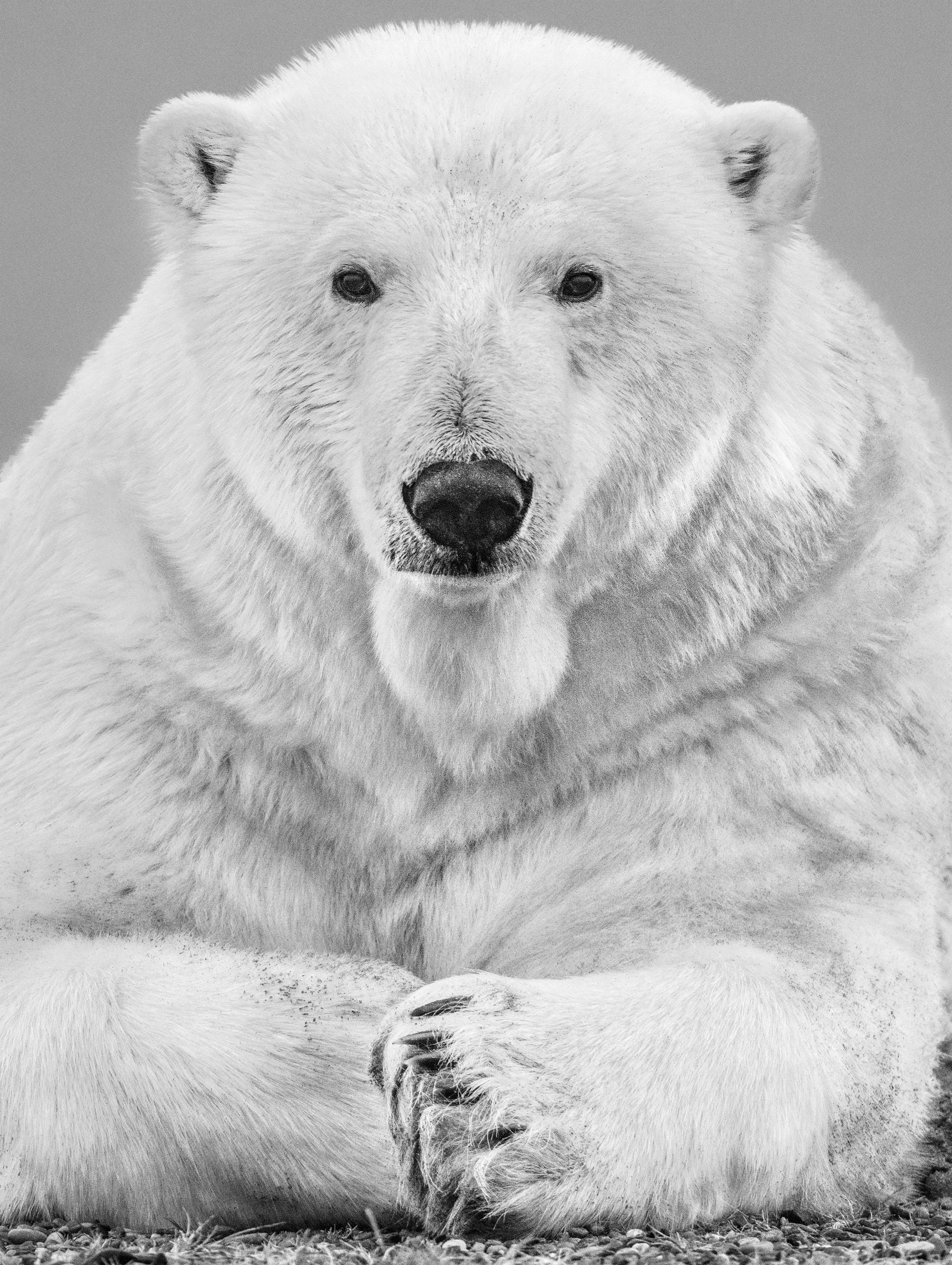 David Yarrow Figurative Photograph – The Statesman - Close Up Portrait Of A Polar Bear, Kunstfotografie, 2018