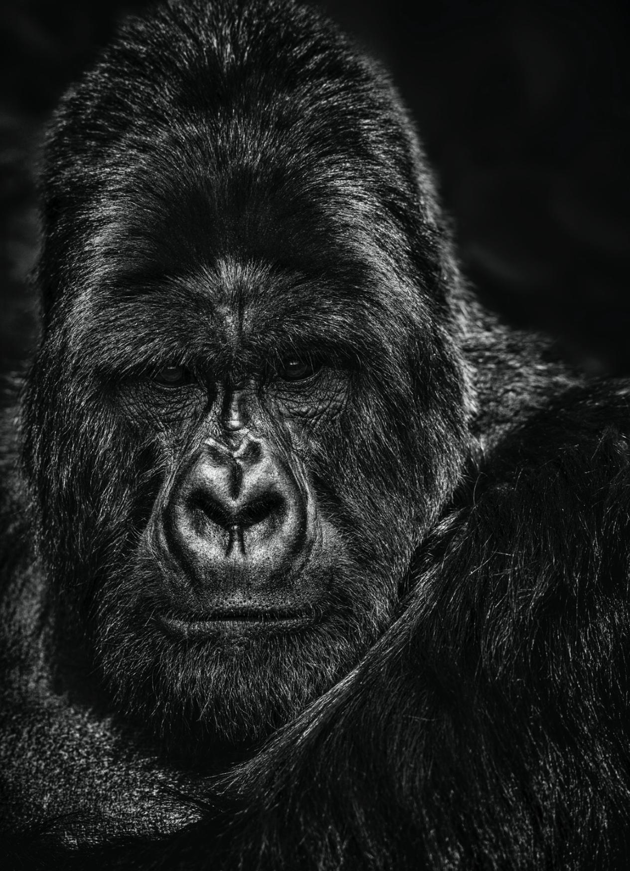 Black and White Photograph di David Yarrow - Il pensatore
