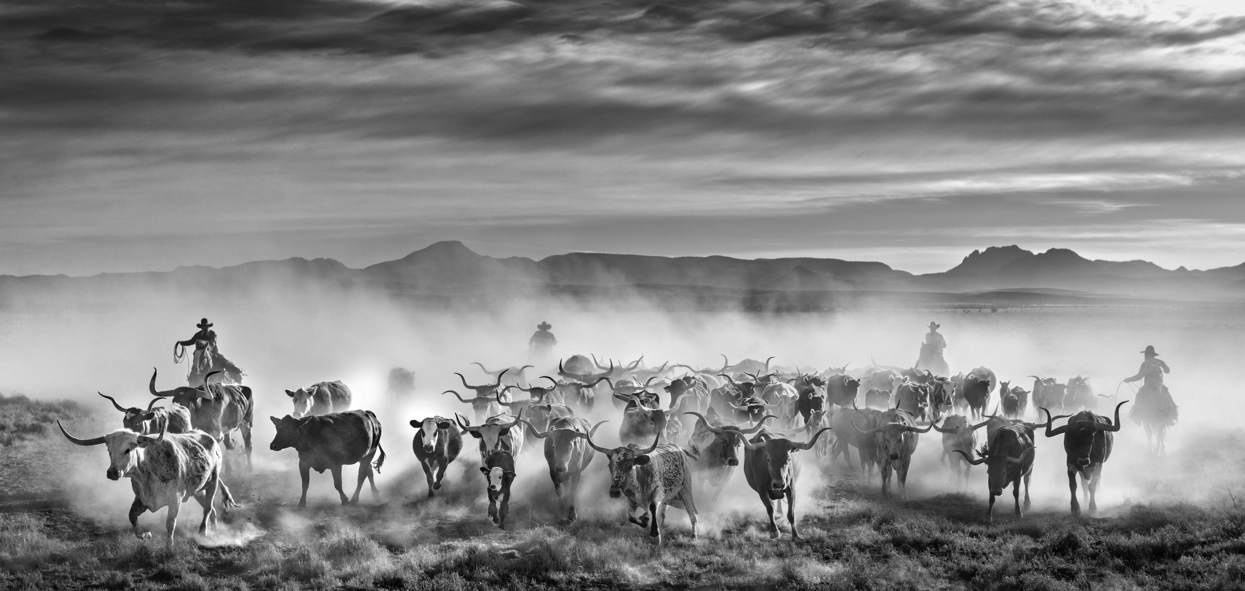 David Yarrow Black and White Photograph - The Thundering Herd
