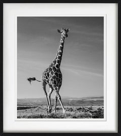 The Tiny Dancer - Running Giraffe, Fine Art Photography, 2019