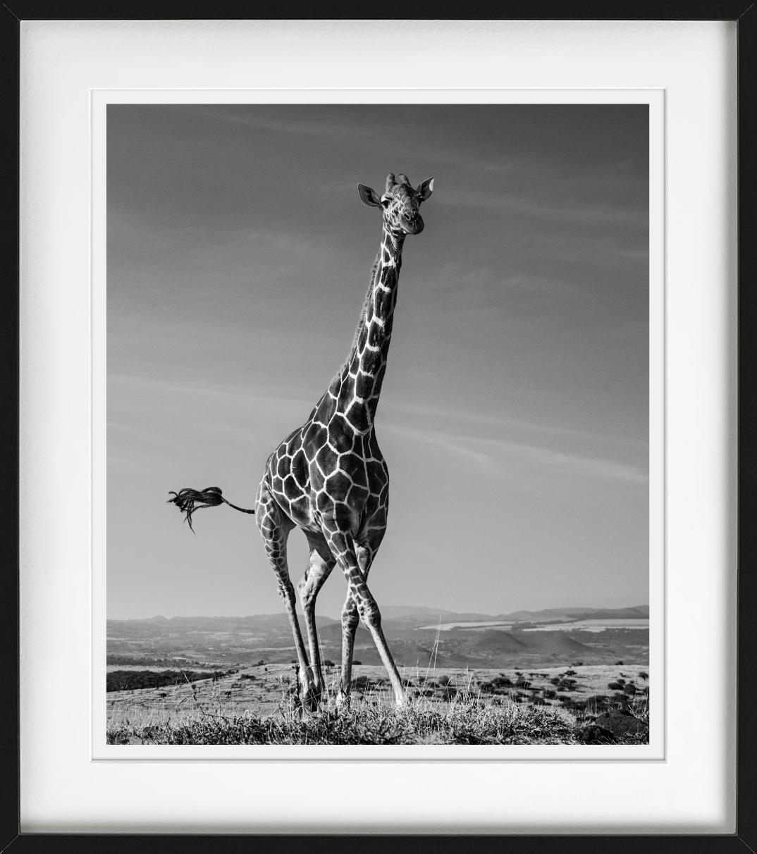 The Tiny Dancer, a running giraffe, photographed in black and white, was captured by David Yarrow.  

All prints are limited edition. Available in multiple sizes. High-end framing on request.

All prints are done and signed by the artist. The