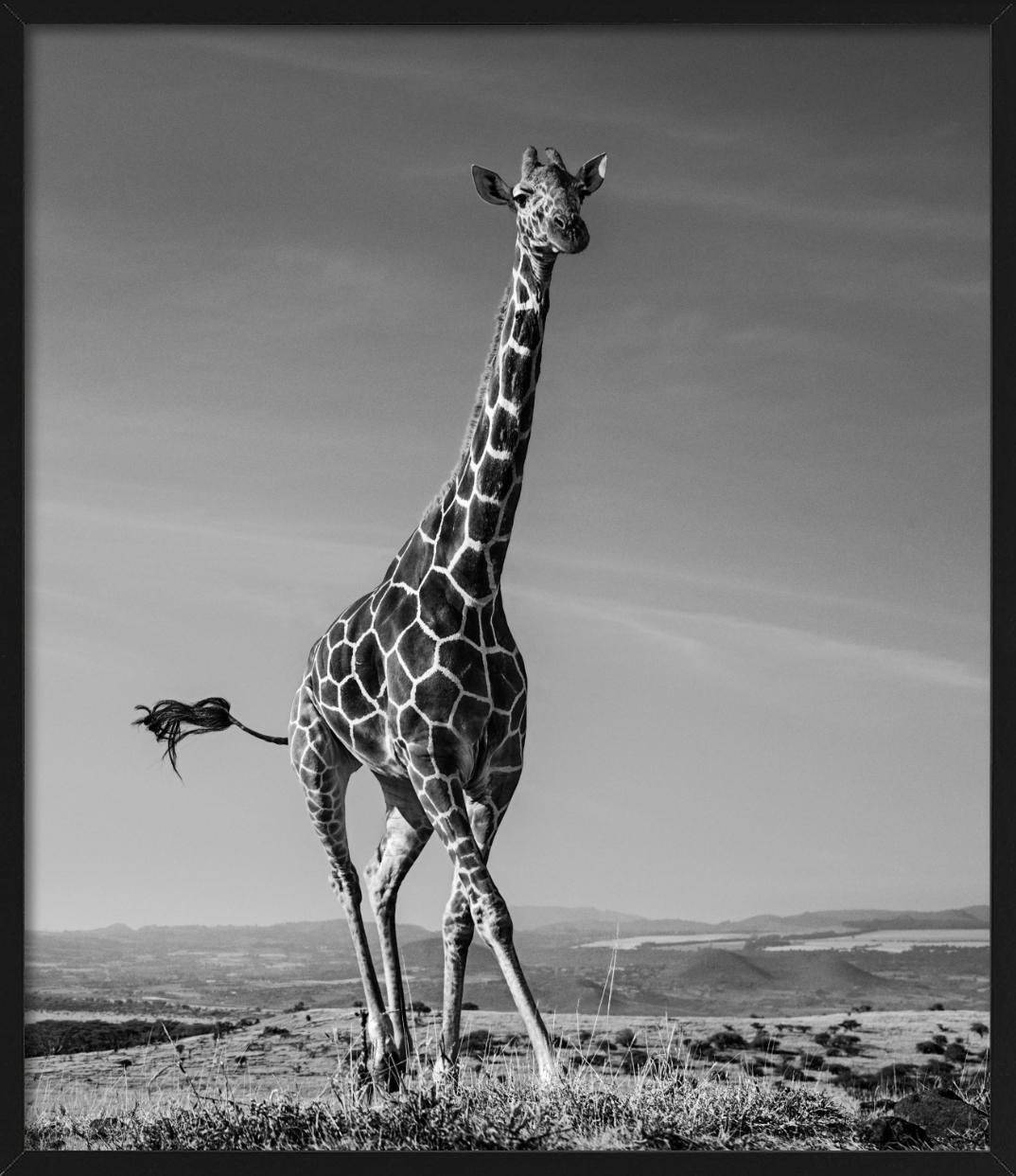 The Tiny Dancer - Running Giraffe, Fine Art Photography, 2019 For Sale 1