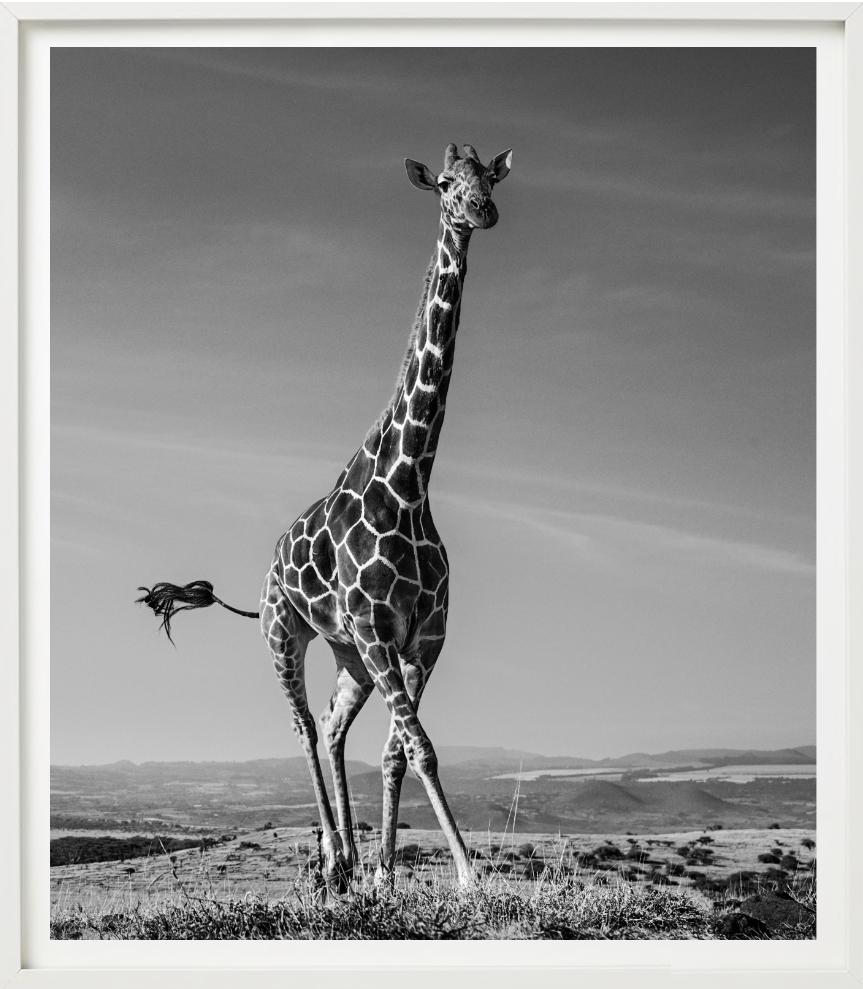 The Tiny Dancer - Running Giraffe, Fine Art Photography, 2019 For Sale 2